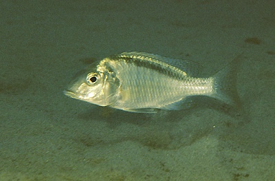 Taeniolethrinops sp. 'furcicauda ntekete' Ntekete
